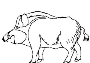 Coloriage Sanglier Gratuit Coloriage Sanglier En Ligne Gratuit   Imprimer