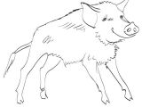 Coloriage Sanglier Gratuit Sélection De Coloriage Sanglier   Imprimer Sur Laguerche Page 2