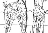 Coloriage Savane Imprimer Gratuit Meilleur De Coloriage A Imprimer Gratuit Animaux De La