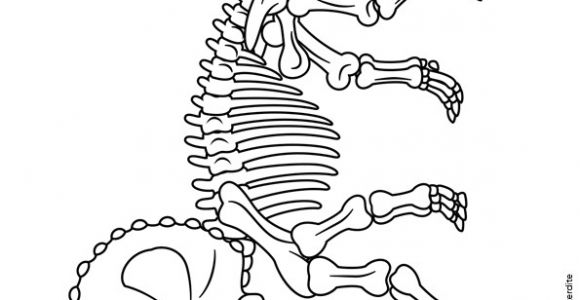 Coloriage Squelette Dinosaure Coloriage De Fossiles De Dinosaures Squelette De Triceraptor