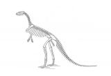 Coloriage Squelette Dinosaure Coloriage Squelette Dinosaure Coloriages