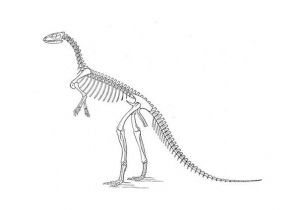 Coloriage Squelette Dinosaure Coloriage Squelette Dinosaure Coloriages