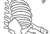 Coloriage Squelette Dinosaure Squelette   Faire   La P¢te Autodurcissante