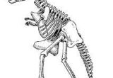 Coloriage Squelette Tyrannosaure Coloriage Dinosaure Tyrannosaure