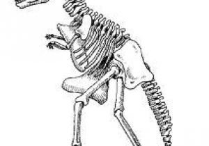 Coloriage Squelette Tyrannosaure Coloriage Dinosaure Tyrannosaure