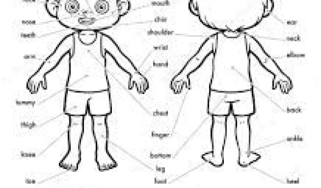 Coloriage Sur Le Corps Humain Coloriage Corps Humain Imprimer Gratuit