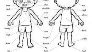 Coloriage Sur Le Corps Humain Coloriage Corps Humain Imprimer Gratuit Google Search