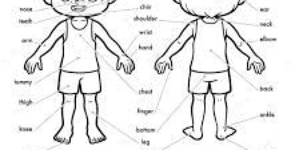 Coloriage Sur Le Corps Humain Coloriage Corps Humain Imprimer Gratuit Google Search