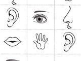 Coloriage Sur Les 5 Sens Coloriage 5 Sens 66 Best Les 5 Sens Pinterest