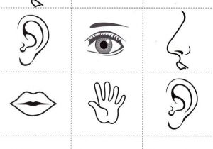 Coloriage Sur Les 5 Sens Coloriage 5 Sens 66 Best Les 5 Sens Pinterest
