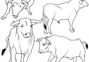 Coloriage Taureau Corrida Coloriages Taureau Les Animaux Coloriage Taureau Corrida Coloriages Taureau Les Animaux