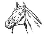 Coloriage Tete De Cheval A Imprimer Dessin A Decalquer Az Coloriage
