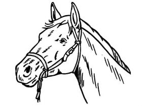 Coloriage Tete De Cheval A Imprimer Dessin A Decalquer Az Coloriage