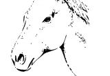 Coloriage Tete De Cheval A Imprimer Tete De Cheval Coloriage