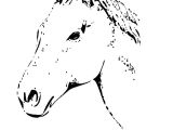 Coloriage Tete De Cheval A Imprimer Tete De Cheval Coloriage