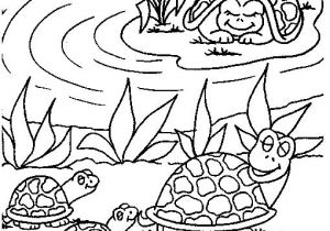 Coloriage tortue De Terre 185 Best Coloriages Animaux Sur Terre Images On Pinterest