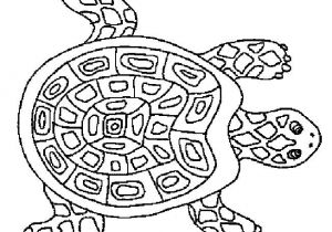 Coloriage tortue De Terre 50 Best Turtles Images On Pinterest