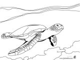 Coloriage tortue De Terre 68 Best Coloriages Animaux Marins Images On Pinterest