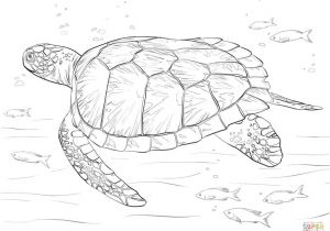 Coloriage tortue De Terre Les 9 Meilleures Images Du Tableau Illustrations Sur Pinterest