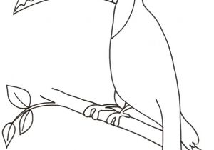 Coloriage toucan A Imprimer Coloriage D Un toucan Tªte   Modeler