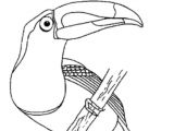 Coloriage toucan A Imprimer Coloriage Le toucan Coloriage toucan   Imprimer Elleadore