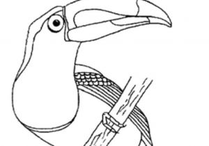 Coloriage toucan A Imprimer Coloriage Le toucan Coloriage toucan   Imprimer Elleadore