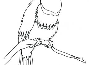 Coloriage toucan A Imprimer Coloriage Rafael toucan Coloriages toucan A Colorier Frhellokids