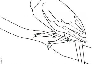 Coloriage toucan A Imprimer Coloriage toucan Bracsil Pinterest Coloriage toucan A Imprimer