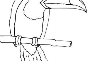 Coloriage toucan A Imprimer Coloriage toucan