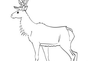Coloriage Trotro A Imprimer Gratuit Coloriage Et Dessin Wapiti à Imprimer