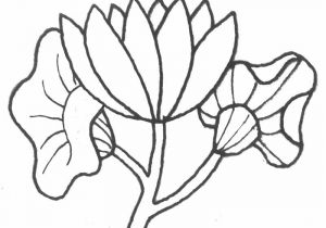 Coloriage Tulipe à Imprimer Dessin Facile Fleur Exotique