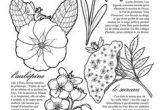 Coloriage Violette Fleur Coloriage Jardinage Fruits Rouges Hugolescargot
