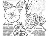 Coloriage Violette Fleur Coloriage Jardinage Fruits Rouges Hugolescargot