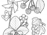 Coloriage Violette Fleur Coloriage Jardinage Fruits Rouges Hugolescargot