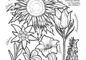 Coloriage Violette Fleur Coloriage Jardinage Fruits Rouges Hugolescargot