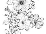 Coloriage Violette Fleur épinglé Par Shirley Miller Sur How to Draw Pinterest