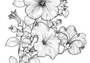 Coloriage Violette Fleur épinglé Par Shirley Miller Sur How to Draw Pinterest
