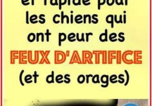 Coloriage Volt Le Chien 59 Meilleures Images Du Tableau Chien Bouvier Coloriage Volt Le Chien 59 Meilleures Images Du Tableau Chien Bouvier