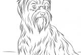 Coloriage Yorkshire Coloriage Yorkshire Coloriage Yorkshire Terrier Beau – Pages  