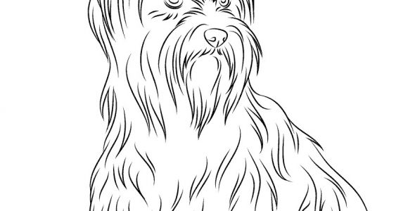Coloriage Yorkshire Coloriage Yorkshire Coloriage Yorkshire Terrier Beau – Pages  