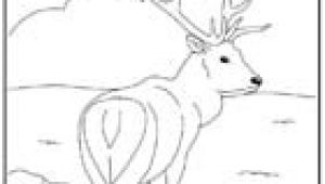 Coloriage Zuh Zuh Pet Coloriage Des Animaux Du Monde A Imprimer Et A Colorier Page1