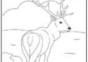 Coloriage Zuh Zuh Pet Coloriage Des Animaux Du Monde A Imprimer Et A Colorier Page1