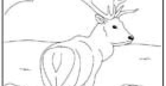 Coloriage Zuh Zuh Pet Coloriage Des Animaux Du Monde A Imprimer Et A Colorier Page1