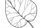 Coloriages Feuilles D Automne Coloriage Feuilles Automne Limetier Leaf Craft