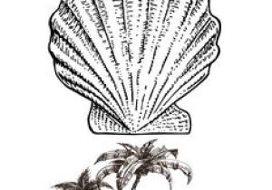 Coquillage De Mer Coloriage 20 Meilleures Images Du Tableau Coquillage