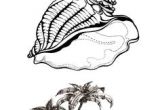 Coquillage De Mer Coloriage 20 Meilleures Images Du Tableau Coquillage