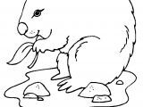 Dessin Coloriage Marmotte Dessin La Marmotte