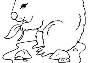 Dessin Coloriage Marmotte Dessin La Marmotte