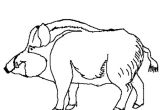Dessin Coloriage Sanglier Coloriage Sanglier En Ligne Gratuit   Imprimer