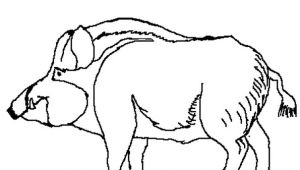 Dessin Coloriage Sanglier Coloriage Sanglier En Ligne Gratuit   Imprimer